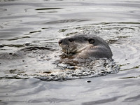 Smooth Coated Otter