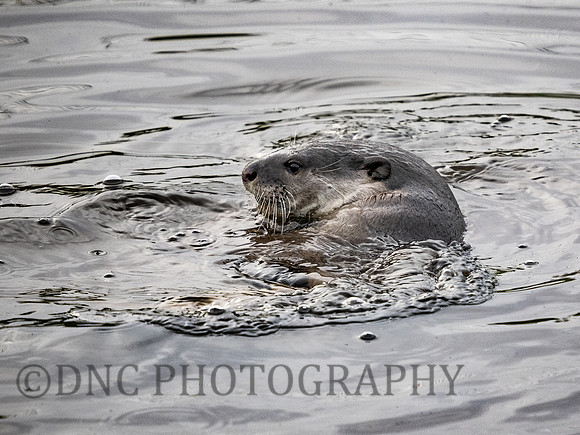 Smooth Coated Otter