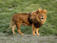 African Lion