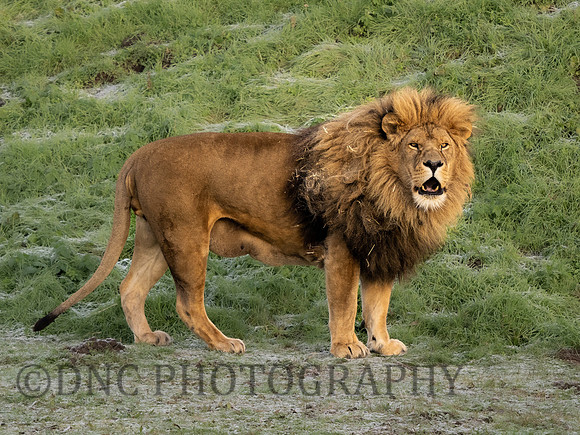 African Lion