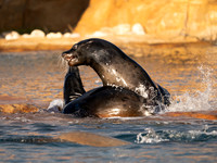 Californian Sea Lion