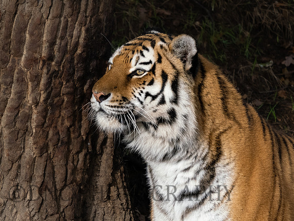 Amur Tiger