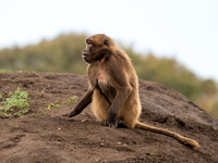Gelada Monkey
