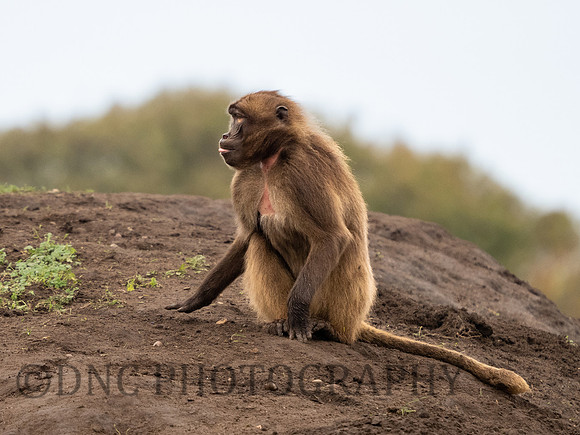 Gelada Monkey