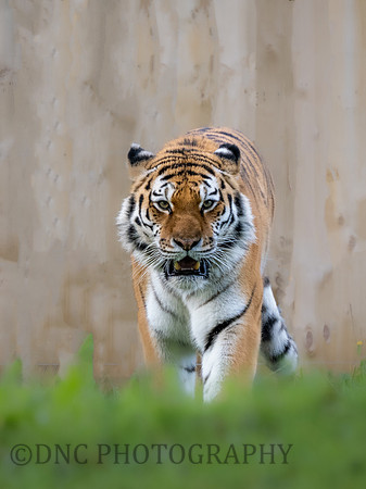 Amur Tiger