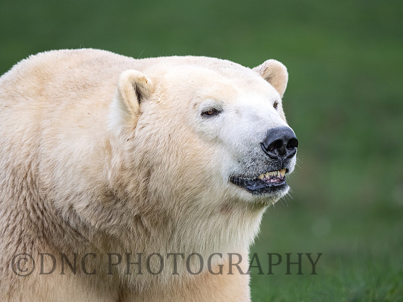 Polar Bear