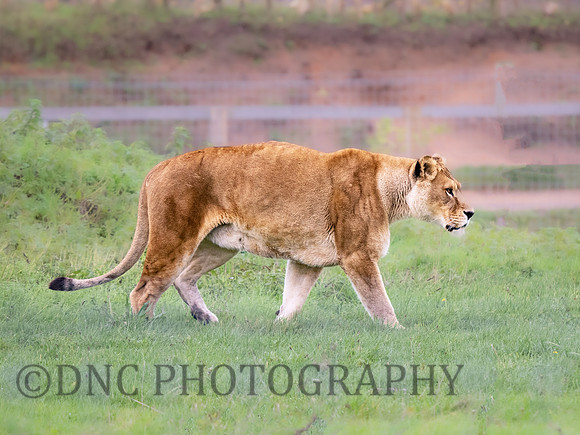 African Lioness