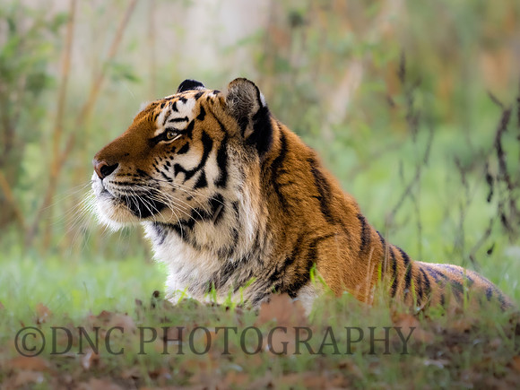 Amur Tiger