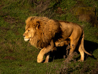 African Lion