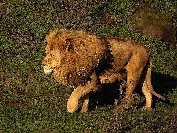 African Lion