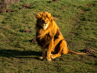 African Lion
