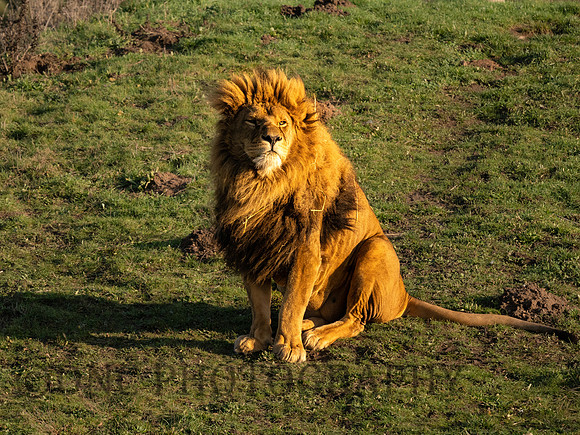 African Lion