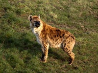 Spotted Hyena