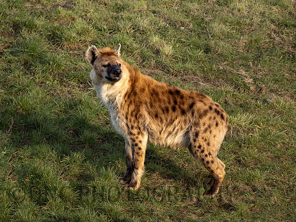Spotted Hyena