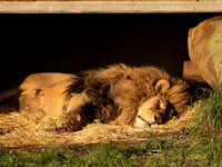 African Lion
