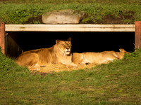 African Lion