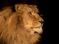 African Lion