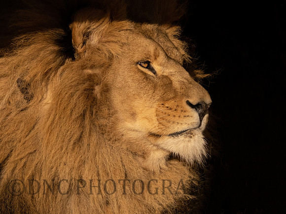 African Lion