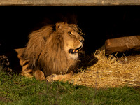 African Lion