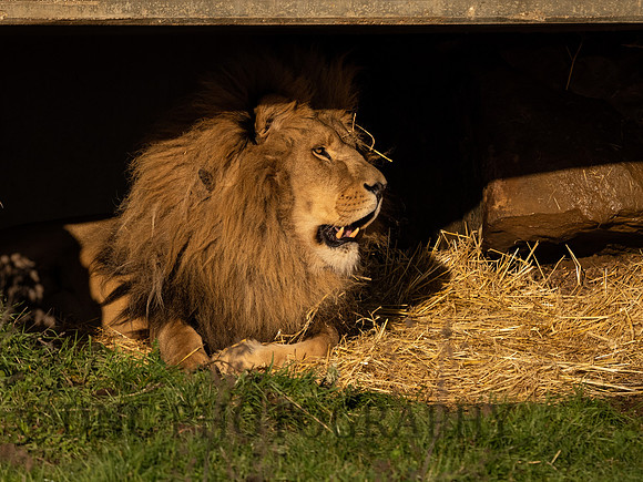 African Lion