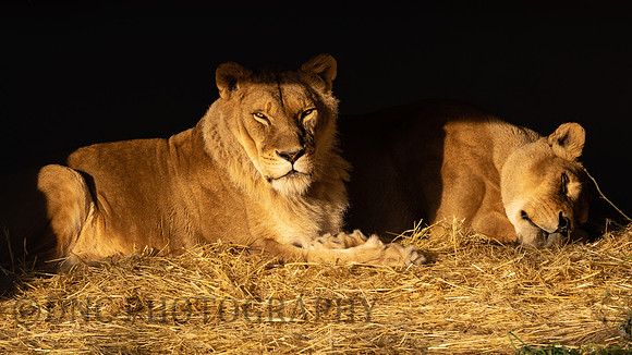 African Lion