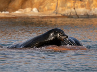 Californian Sea Lion