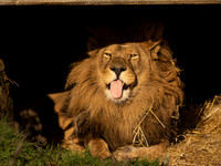 African Lion