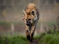 Spotted Hyena