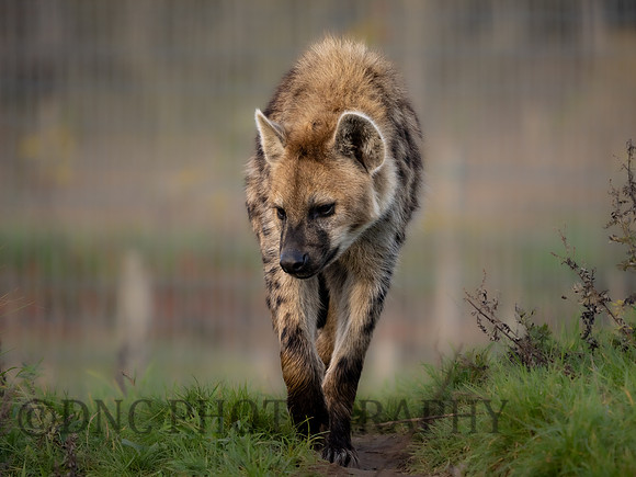 Spotted Hyena