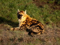 Spotted Hyena
