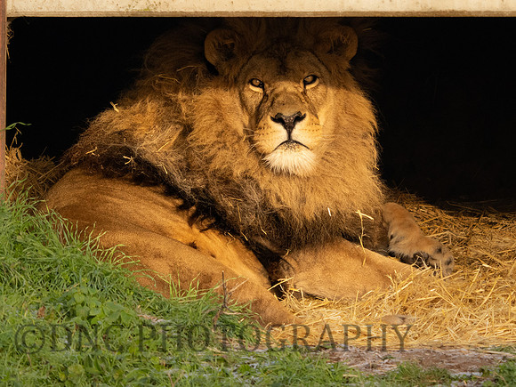 African Lion