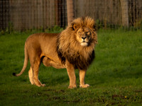 African Lion
