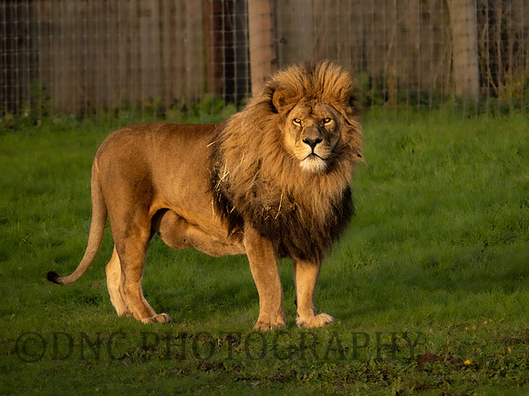 African Lion