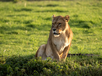 African Lion