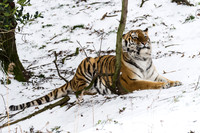Tschuna lays in the snow