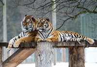 Amur Tigers Vladimir & Sayan