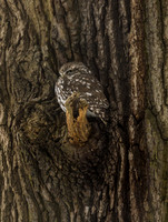 Little Owl
