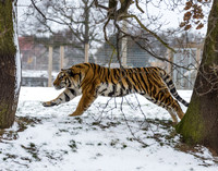 Vladimir running