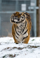 Sayan shakes after a roll