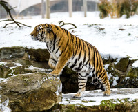 Sayan on the waterfall