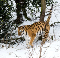 Tshuna scent marking