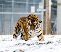 Prowling Sayan