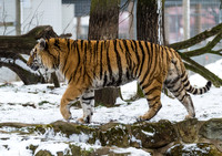 Vladimir on the prowl