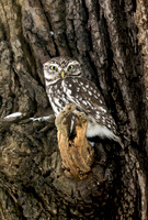Little Owl