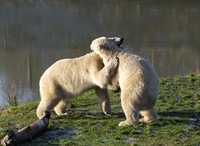 Polar Bears having a tussle