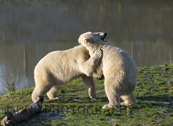 Polar Bears having a tussle