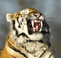 Young Male Tiger