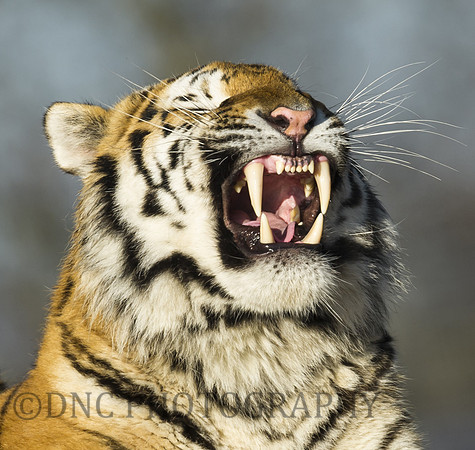 Young Male Tiger