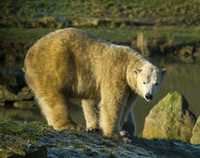 Polar Bear