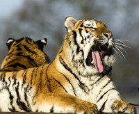 Young Male Tiger